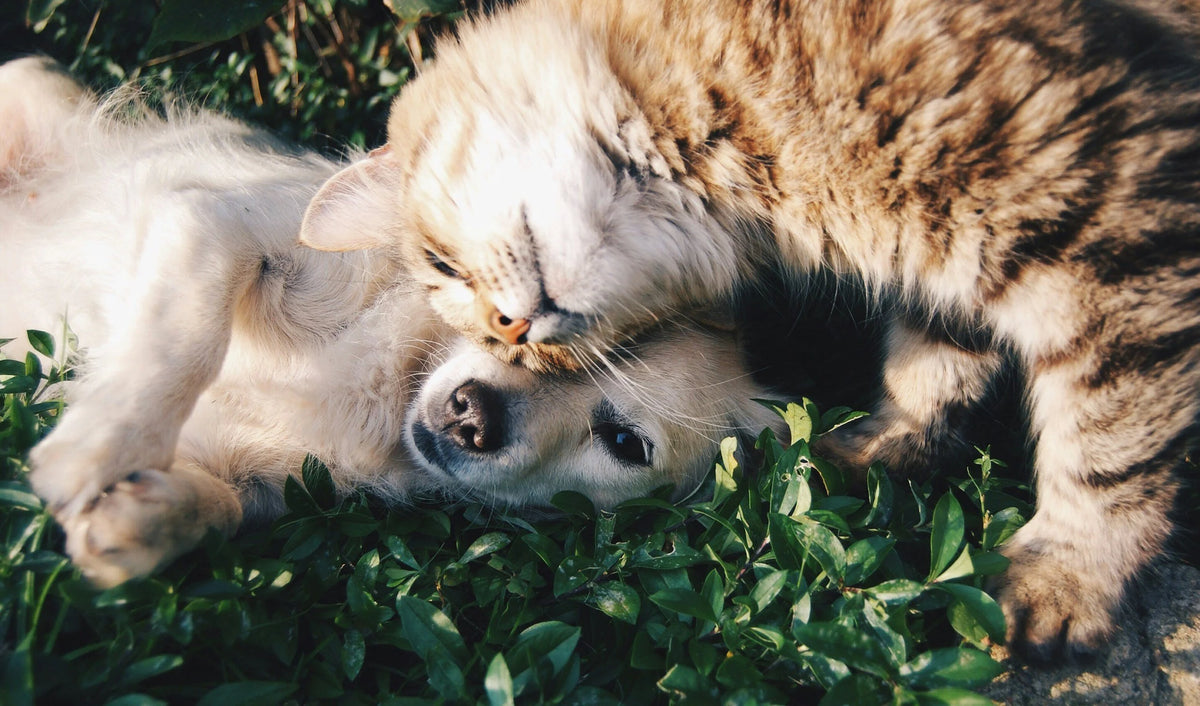 The Best Friends in Our Lives Have Paws