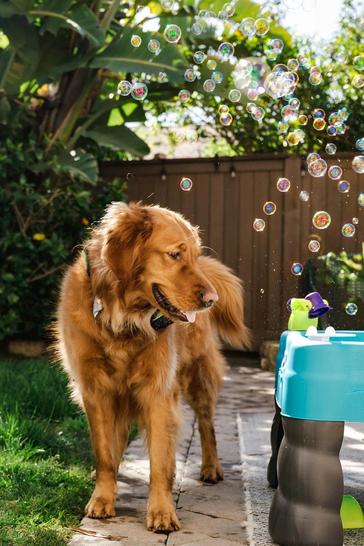 Summer Pet Essentials: Warm-Weather Favorites for Dogs & Cats