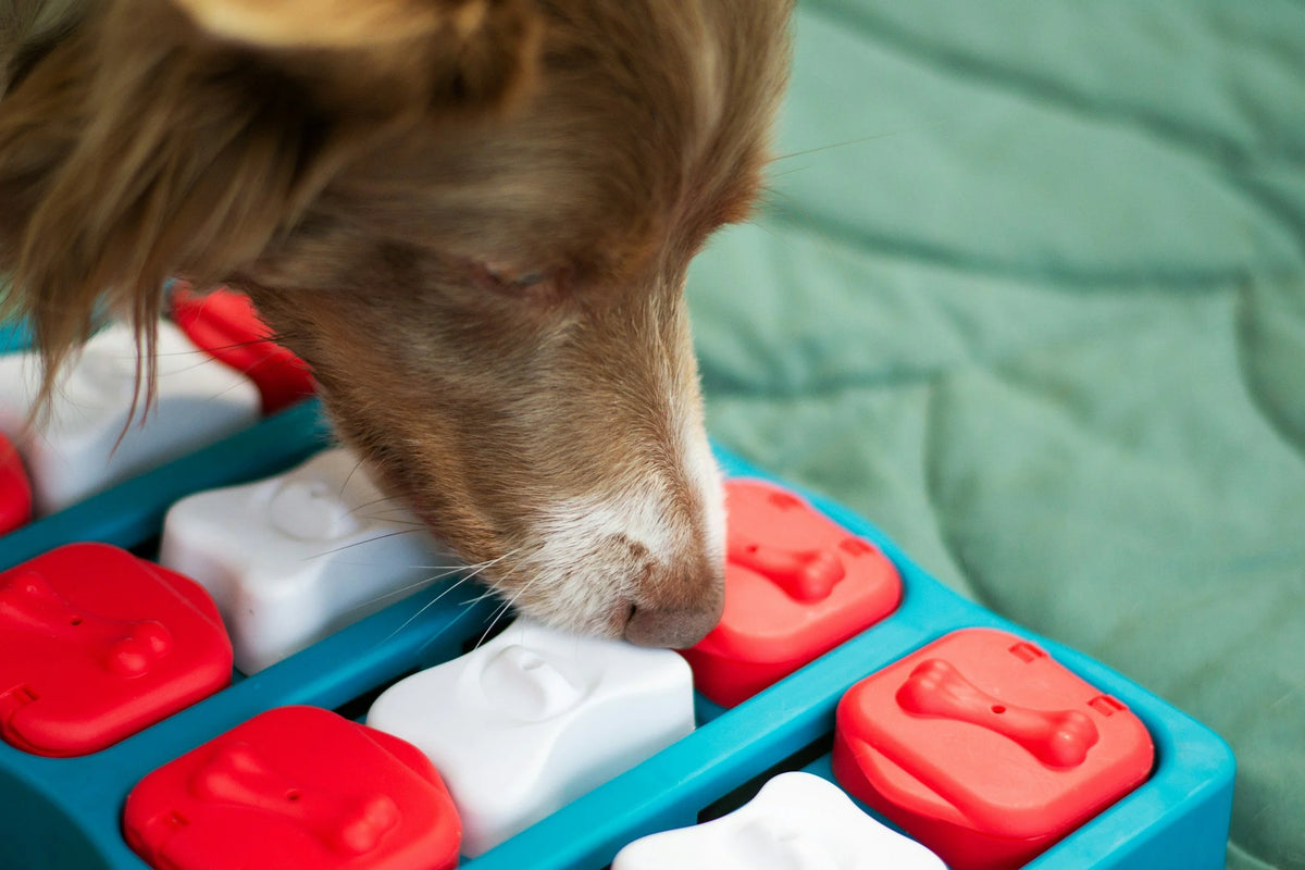 Best Enrichment Toys for Dogs