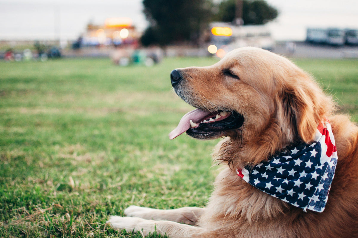 Fourth of July Pet Safety Tips for Dogs & Cats