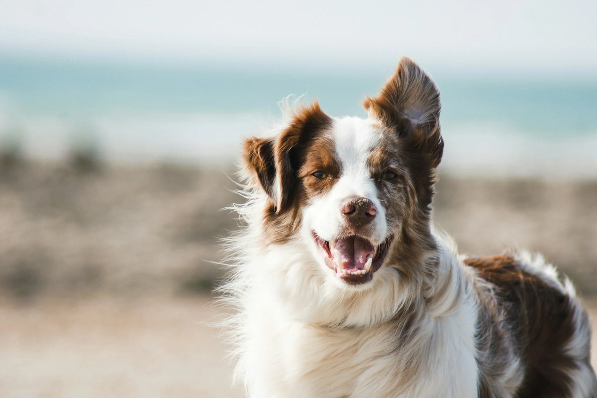 How Enrichment Helps Dog Behavior