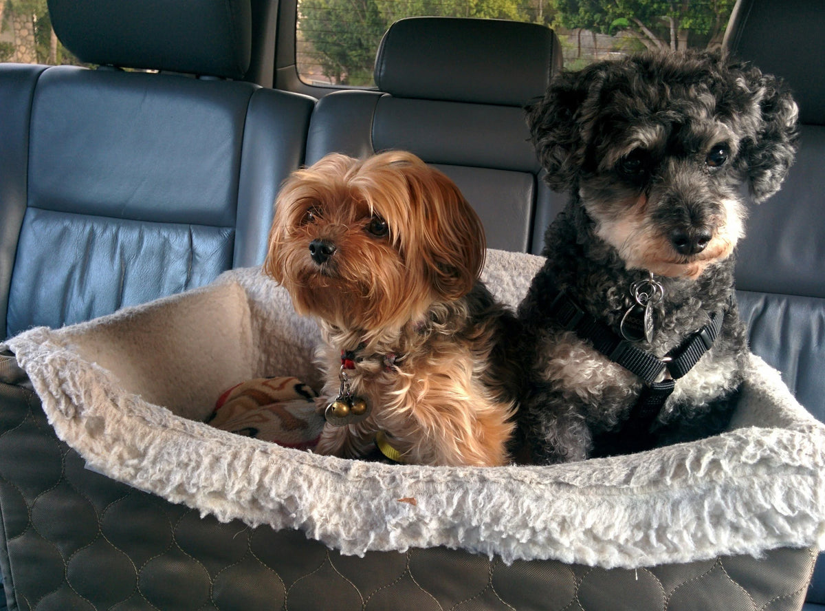 Summer Road Trip Essentials for Dogs & Cats