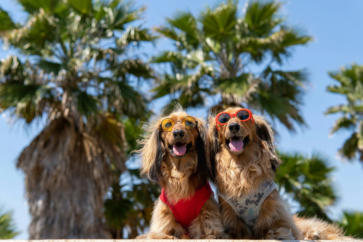 Summer Safety Tips for Dogs