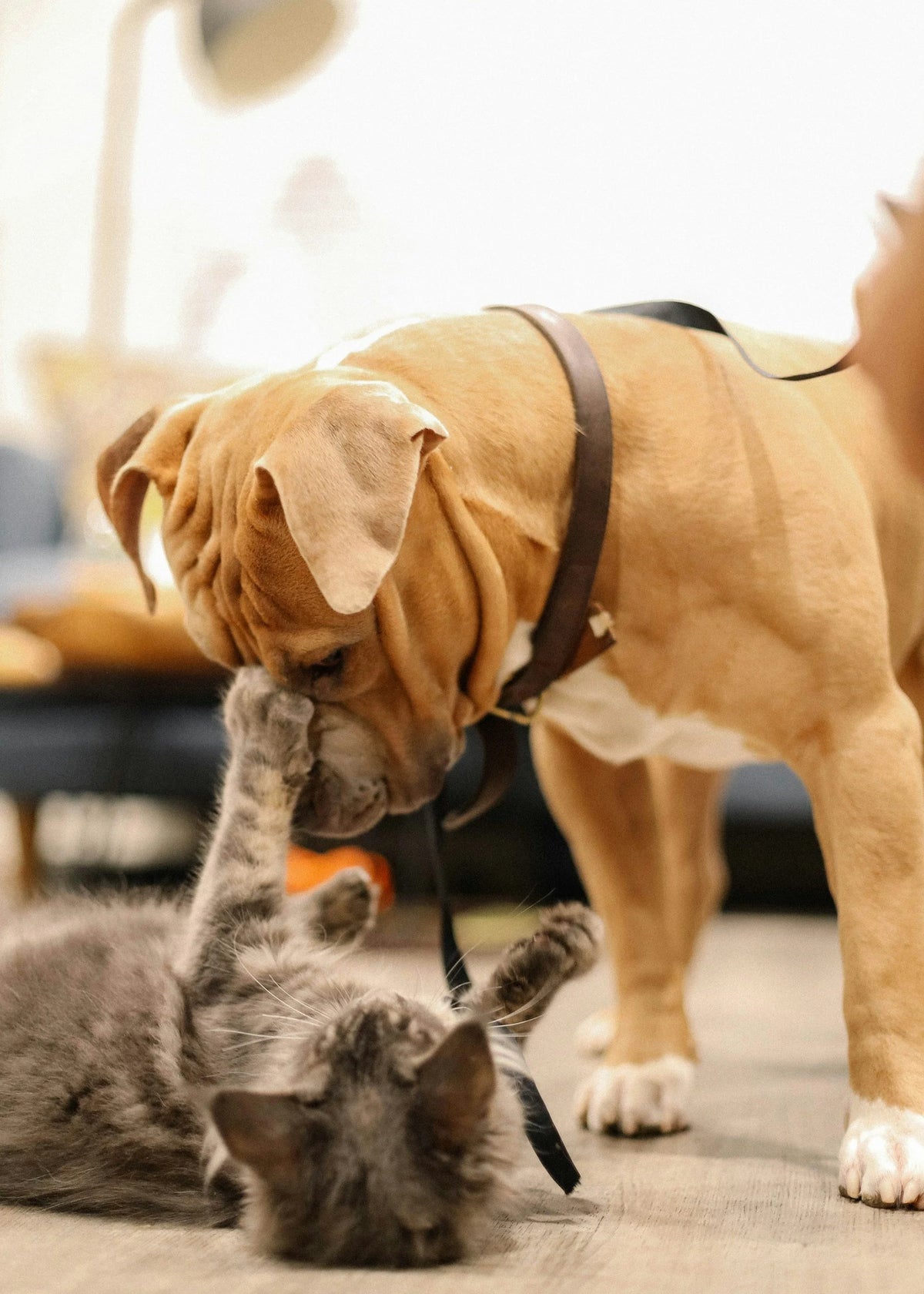 How to Keep Dogs & Cats Entertained on Hot Summer Days
