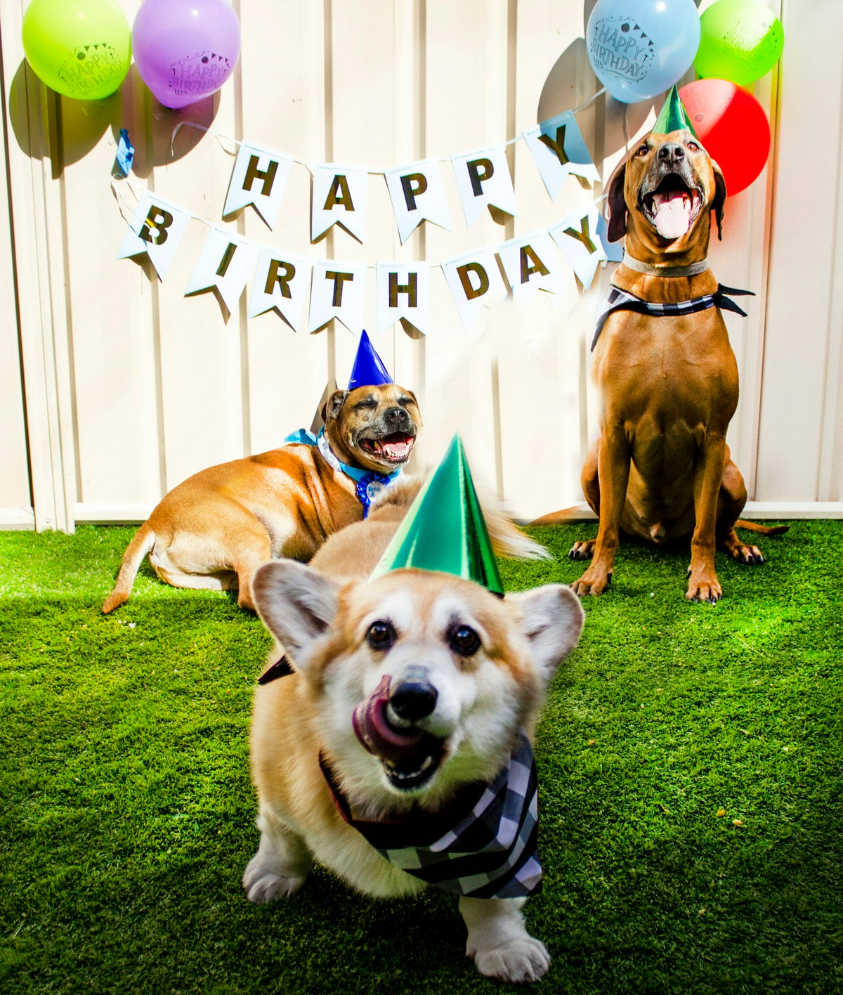 Dog Birthday Party Ideas