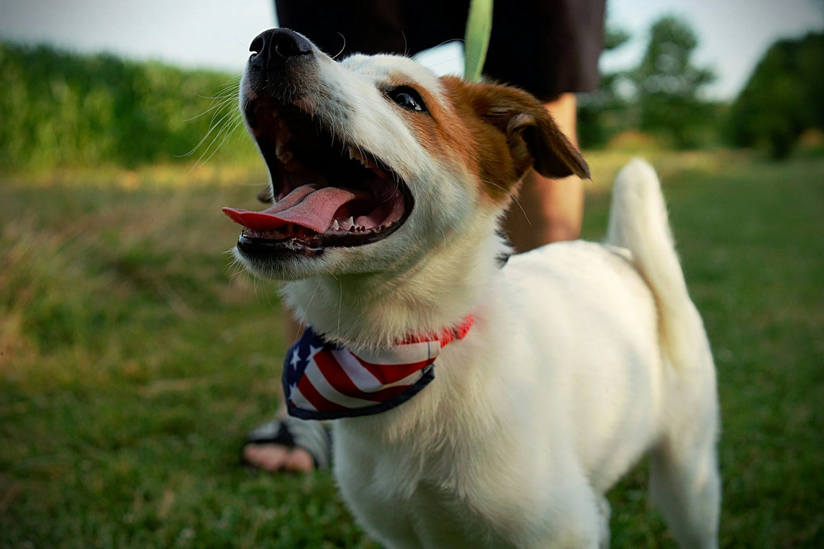 Labor Day Weekend Pet Travel Checklist for Dogs & Cats