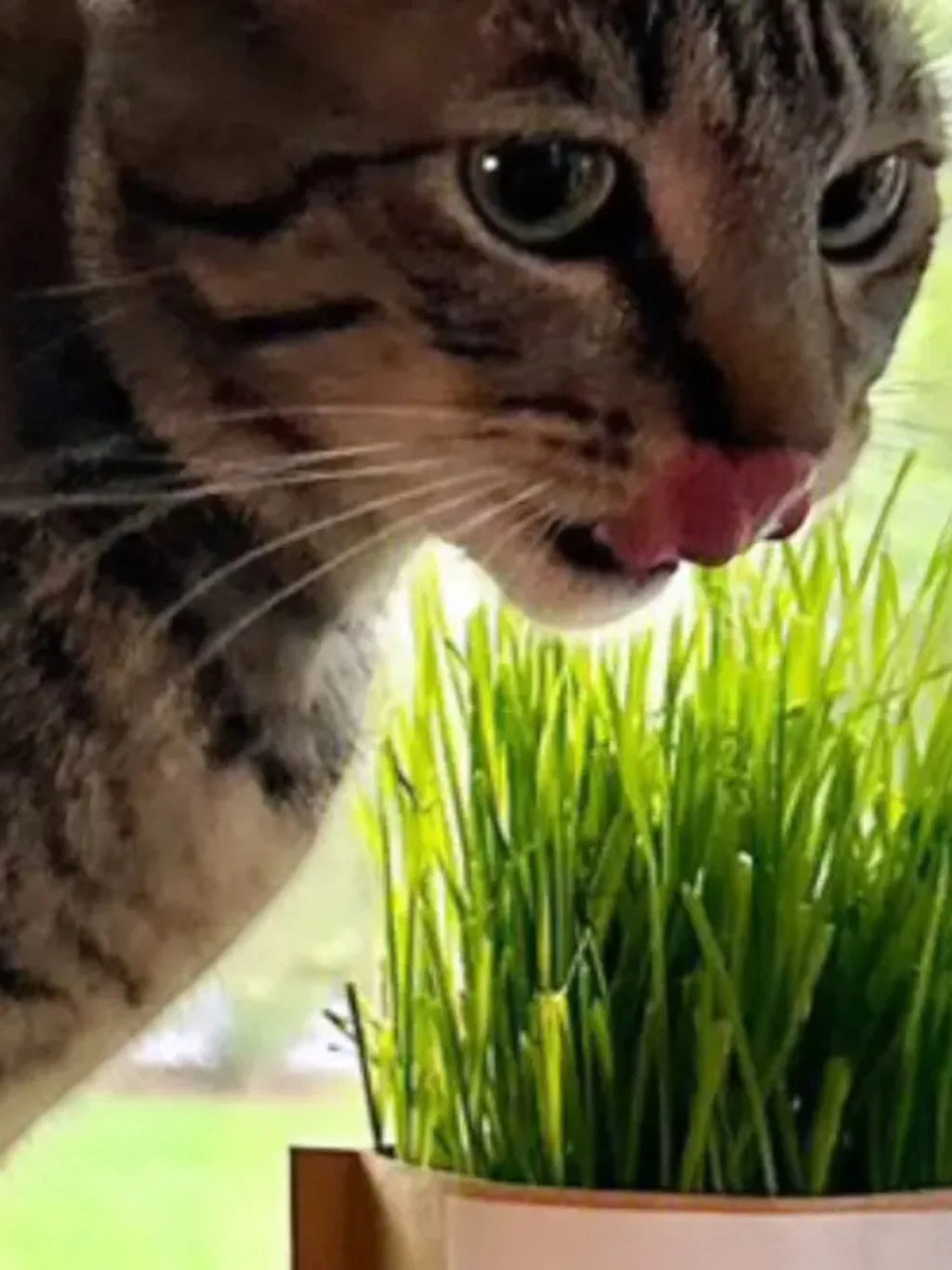 Cat Grass | Pet Bowl