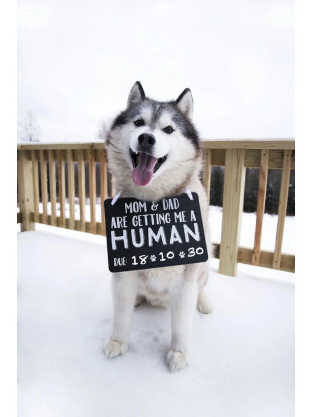 Pet's Baby Announcement Chalkboard