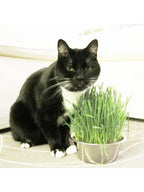 Cat Grass | Pet Bowl
