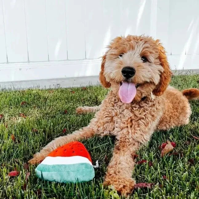 Smiley Watermelon Squeaker Plush Dog Toy