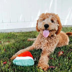 Smiley Watermelon Squeaker Plush Dog Toy