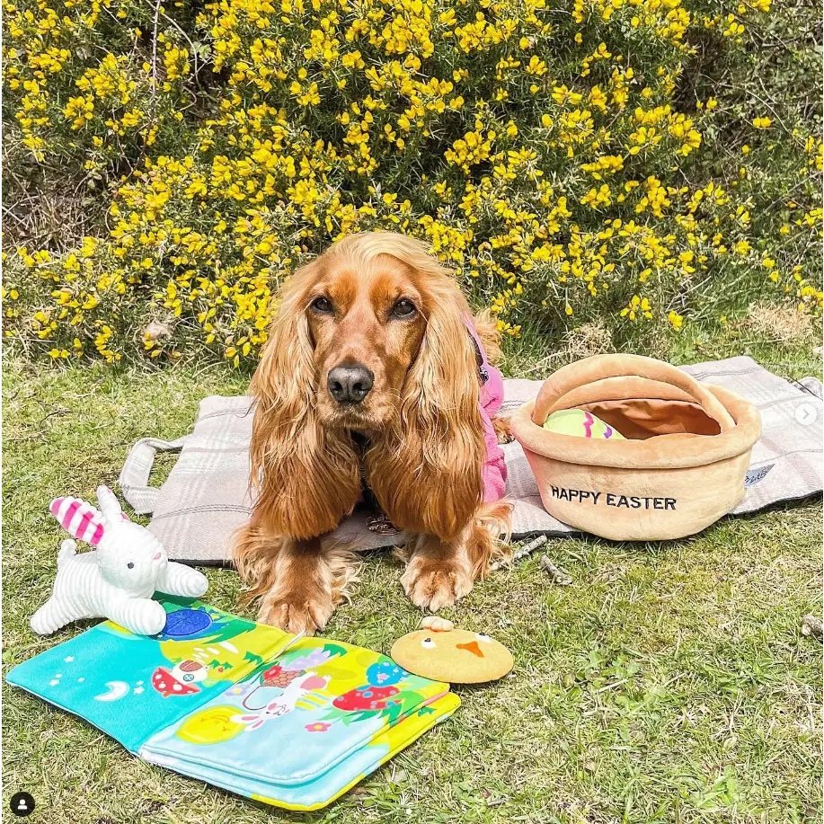 Hide A Toy Easter Basket Dog Toy