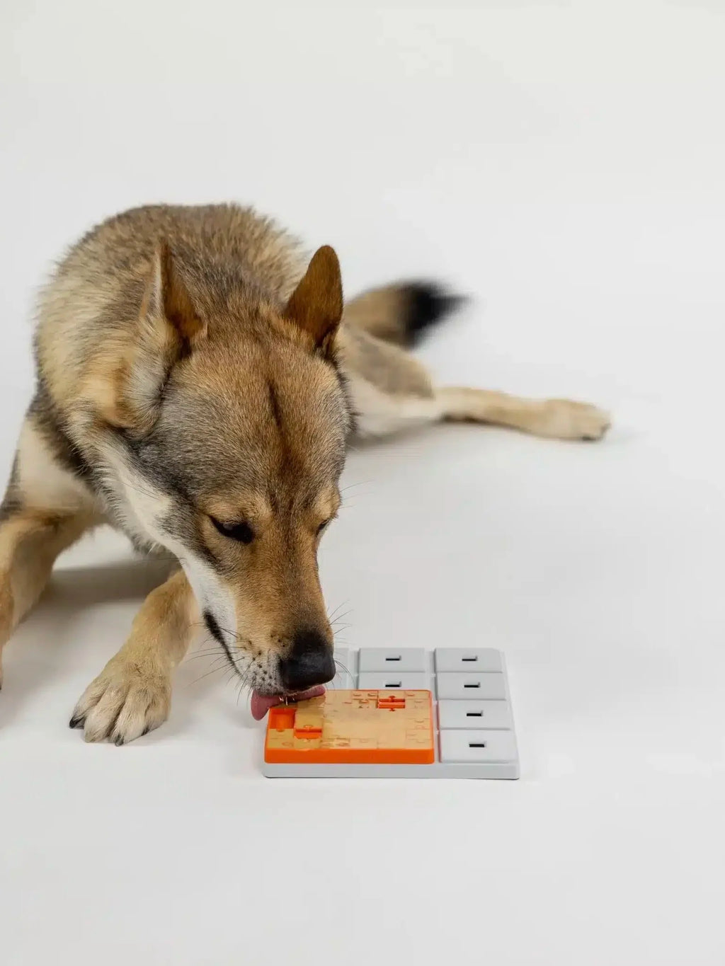 Terra Pawzle | Pawzler