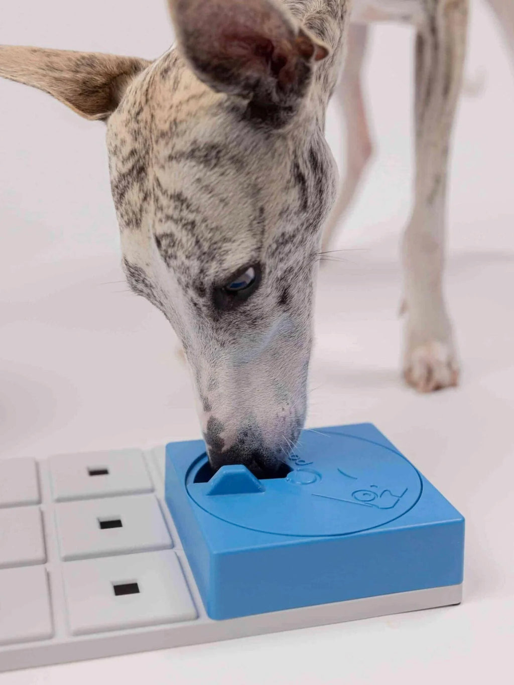 Oli Pawzle | Pawzler