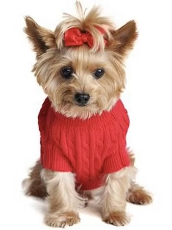 Fiery Red Cotton Sweater
