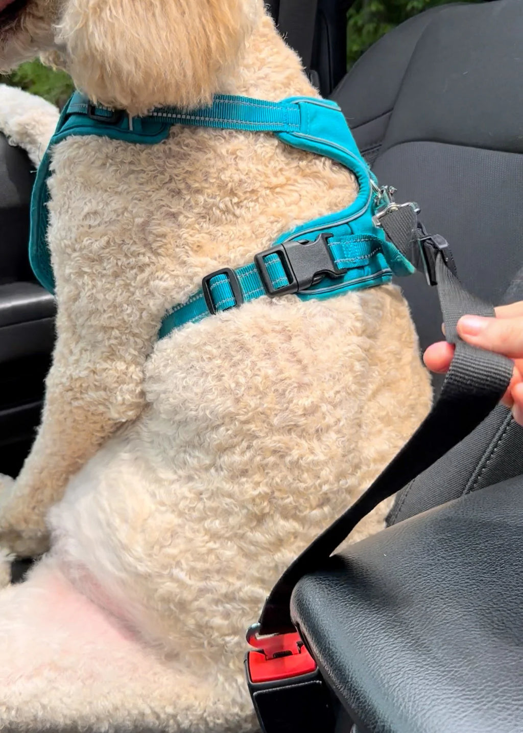 Coastal Adjustable Auto Tether