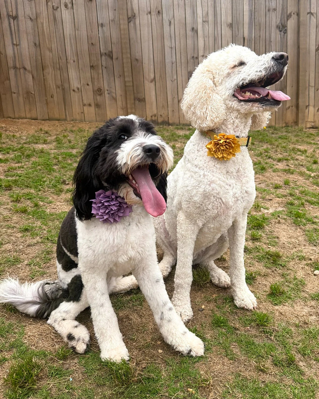 Fluffy Flower Dog Collar Accessory