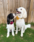 Fluffy Flower Dog Collar Accessory