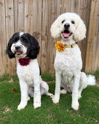 Fluffy Flower Dog Collar Accessory
