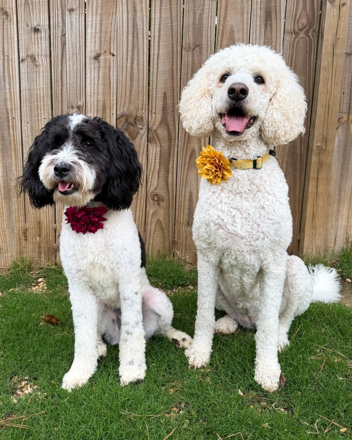 Fluffy Flower Dog Collar Accessory