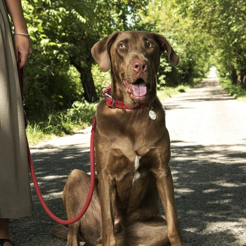 MyFamily Bilbao Red Synthetic Fiber Dog Collar