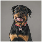 MyFamily Style Pied de Poule Houndstooth Big Red Bone ID Tag