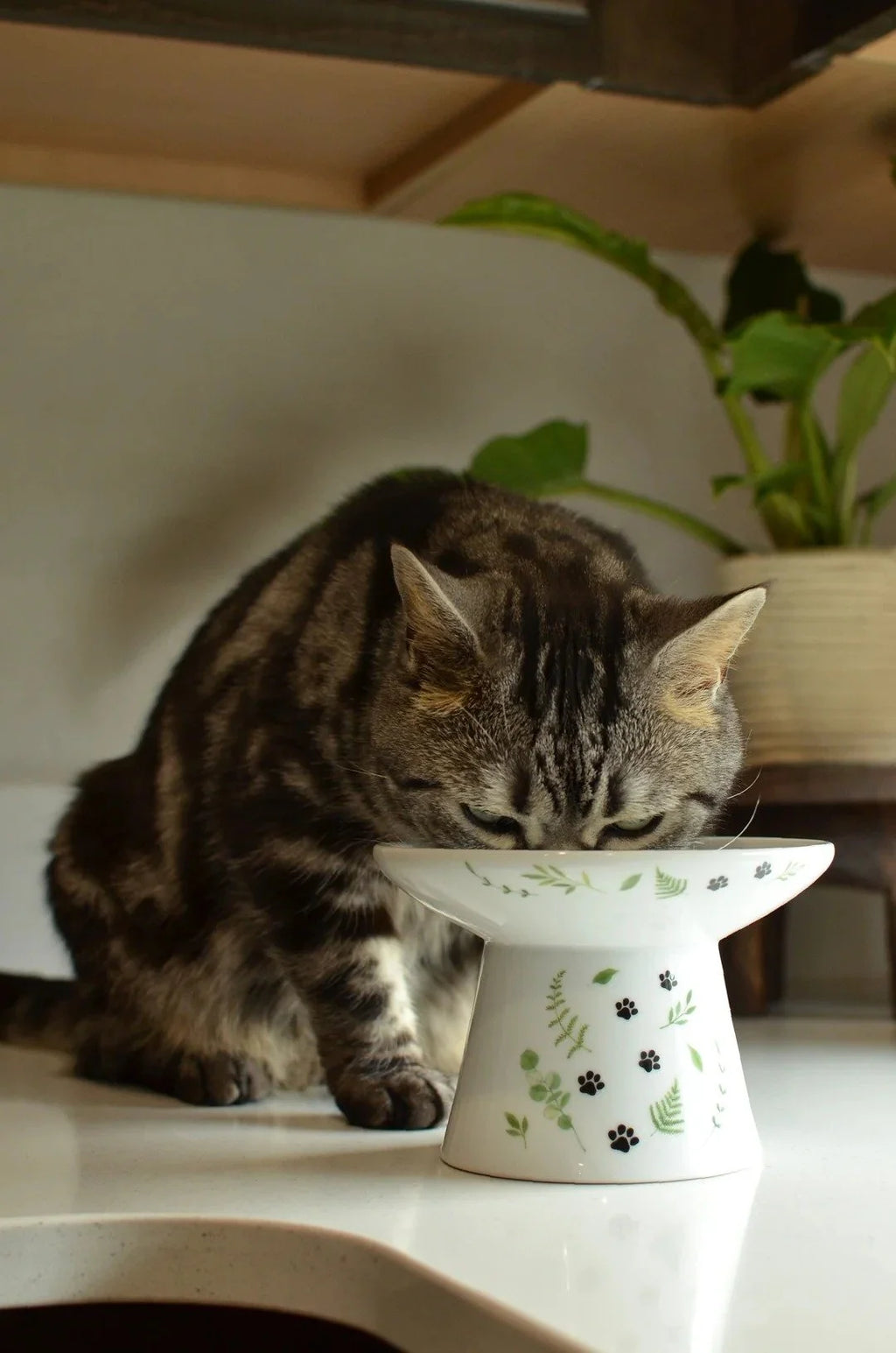 Necoichi Extra Wide Raised Cat Food Bowl – Go Green