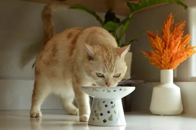 Necoichi Extra Wide Raised Cat Food Bowl – Go Green