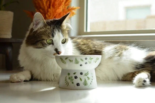 Necoichi Raised Cat Food Bowl – Go Green