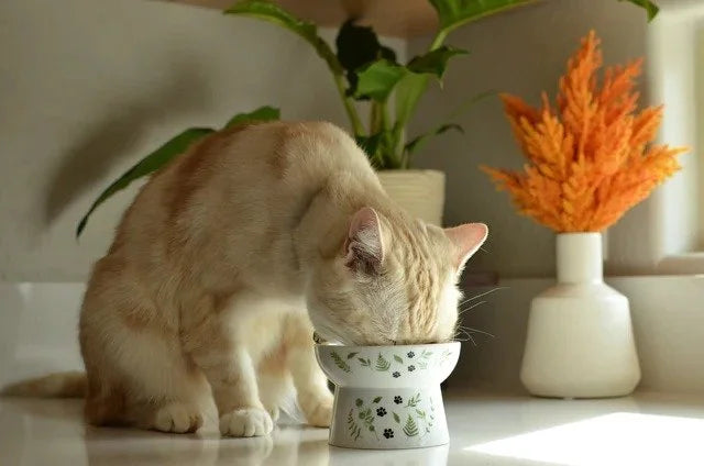 Necoichi Raised Cat Food Bowl – Nordic Blue