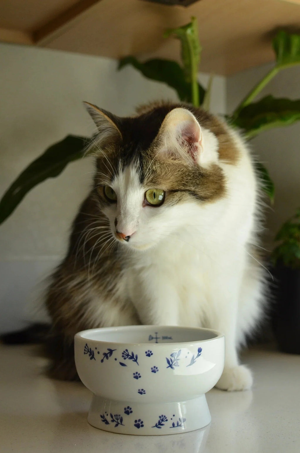 Necoichi Raised Cat Water Bowl – Nordic Blue