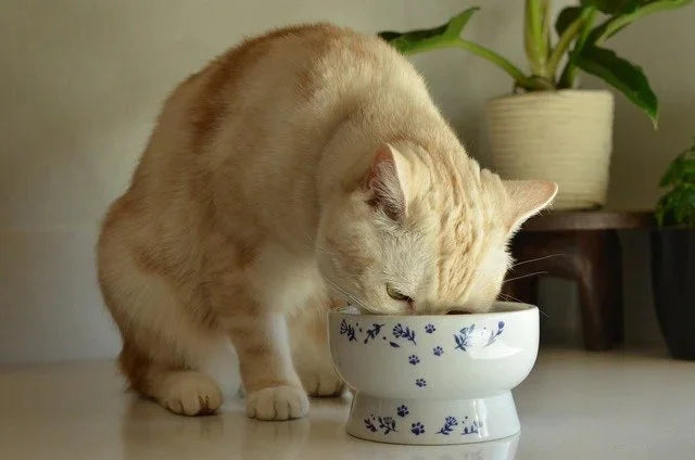 Necoichi Raised Cat Water Bowl – Nordic Blue