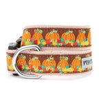 The Worthy Dog Pumpkin Patch Dog Collar