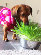 Dog Grass | Pet Bowl