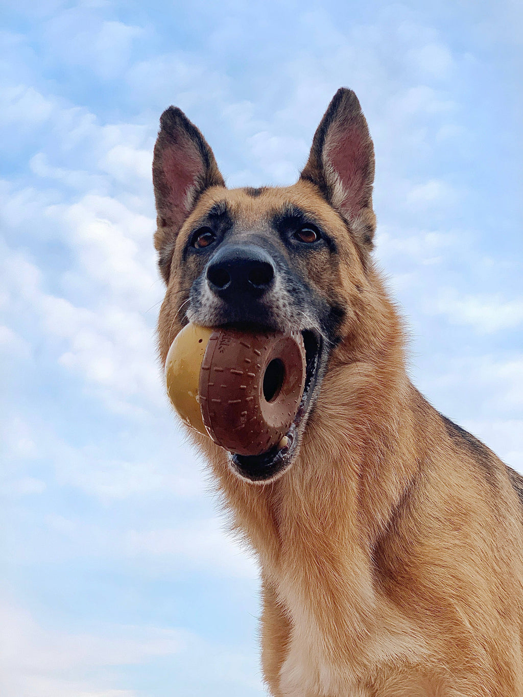 BARK Super Chewer Acornucopia acorn-shaped dog toy with a mustard-yellow body and textured brown cap.