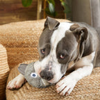 Gray BARK Hare Raiser rabbit dog toy with upright rubber ears, blue embroidered eyes, a fluffy white belly, and a rounded body.