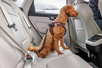Curli Swivel Dog Car Safety Belt