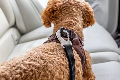 Curli Swivel Dog Car Safety Belt