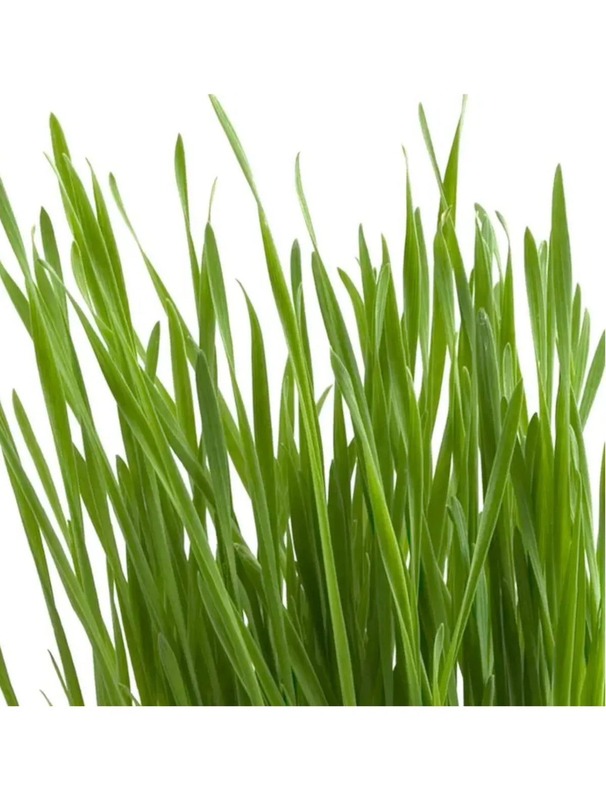 Dog Grass | Pet Bowl