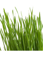 Cat Grass | Pet Bowl