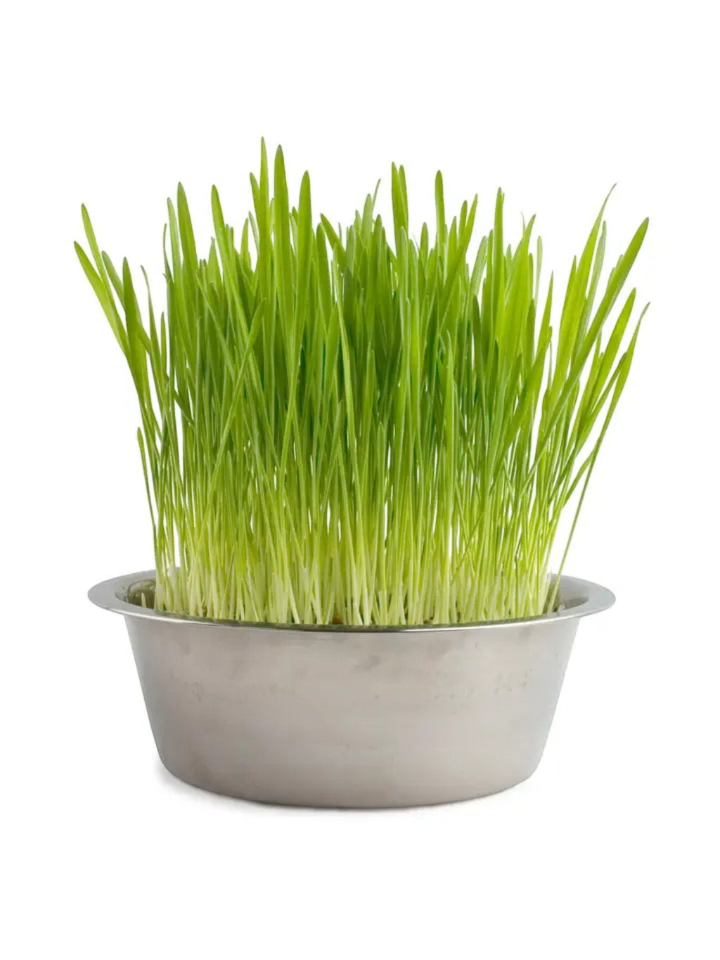 Cat Grass | Pet Bowl