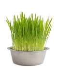 Dog Grass | Pet Bowl