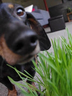 Dog Grass | Pet Bowl